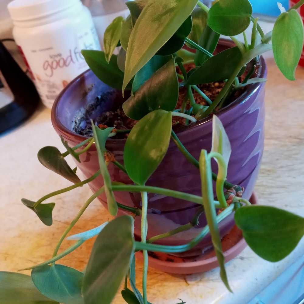 Plant